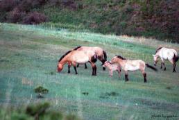 Przewalski Horse Przewalski Horse