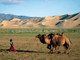Golden Gobi desert